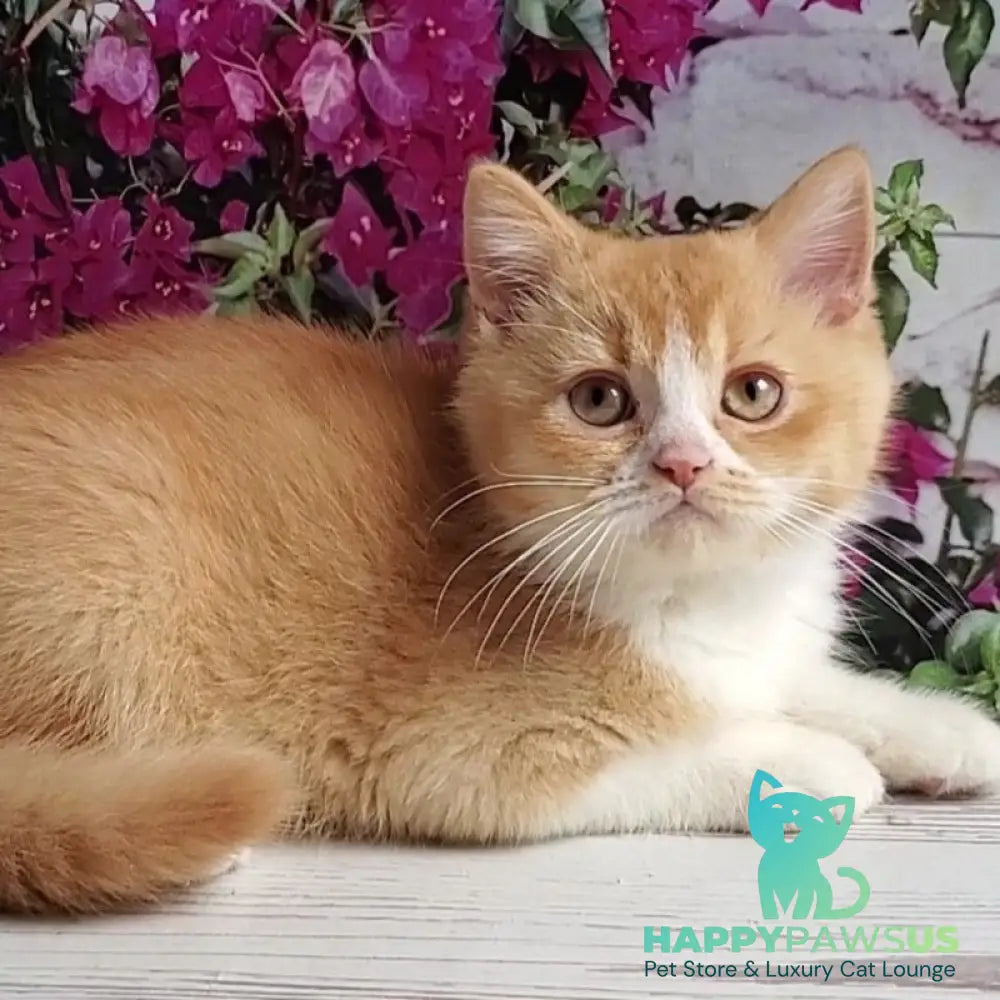 Unique British Shorthair male red bicolour - live animals