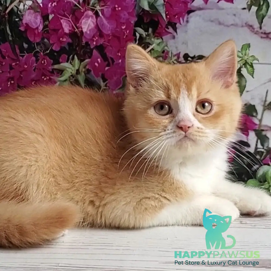 Unique British Shorthair male red bicolour - live animals