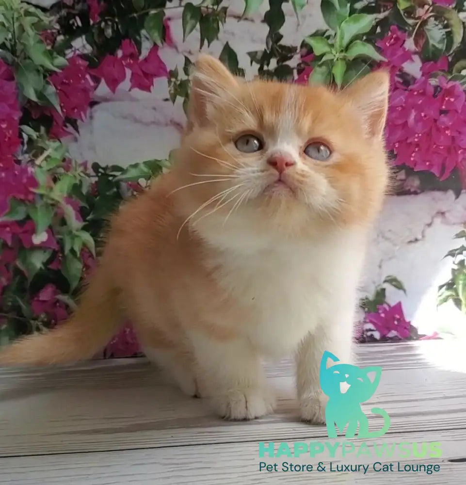 Unique British Shorthair male red bicolour - live animals