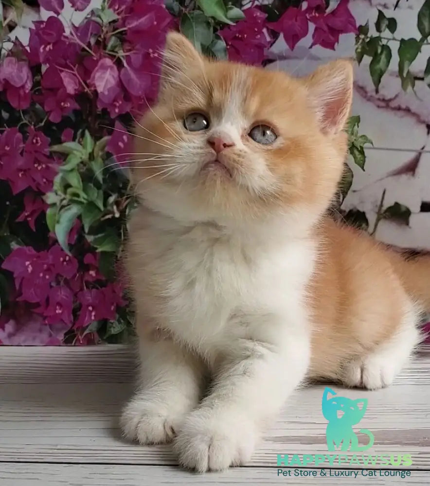 Unique British Shorthair male red bicolour - live animals