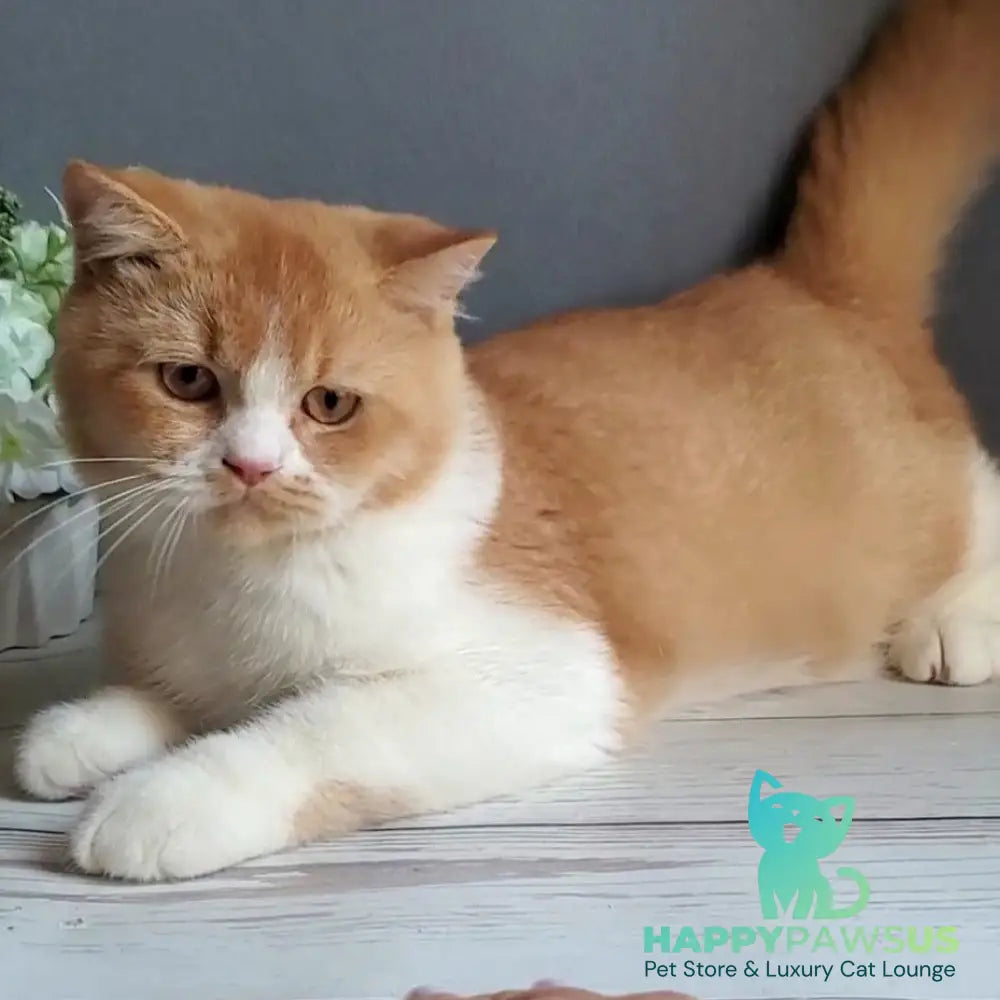 Unique British Shorthair male red bicolour - live animals