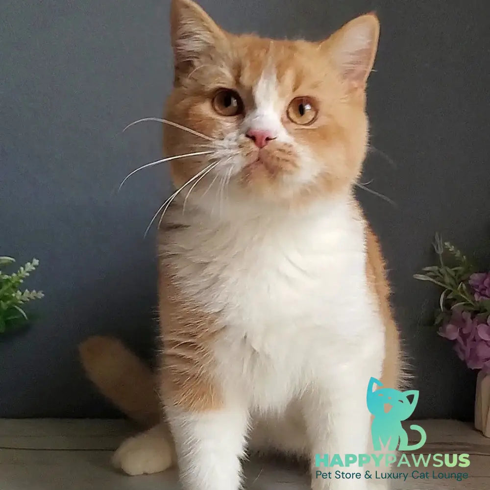 Unique British Shorthair male red bicolour - live animals