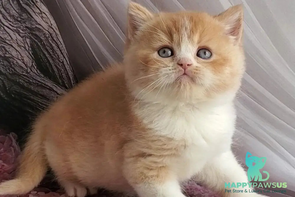 Unique British Shorthair male red bicolour - live animals