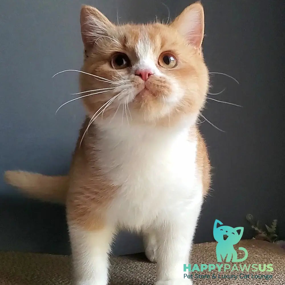 Unique British Shorthair male red bicolour - live animals