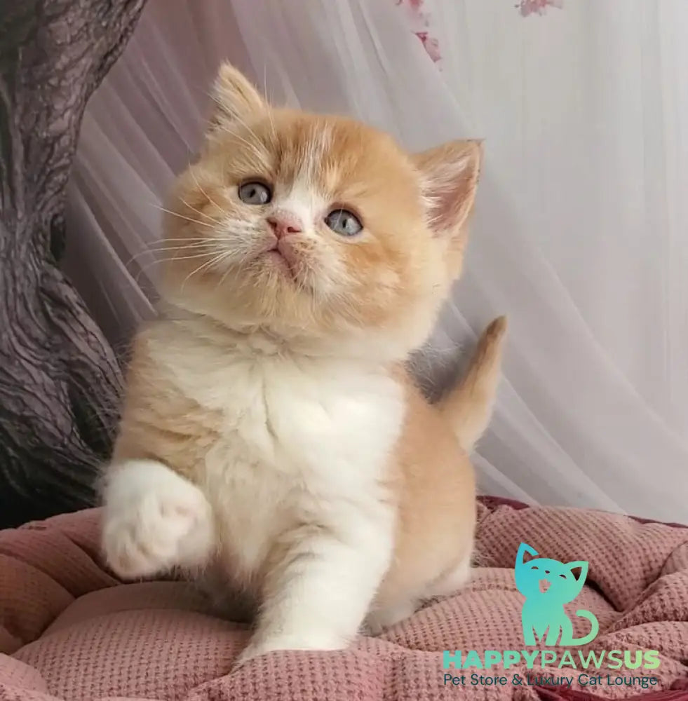 Unique British Shorthair male red bicolour - live animals