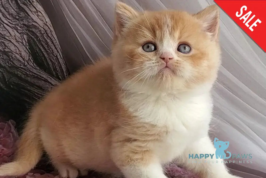 Unique British Shorthair male red bicolour - live animals
