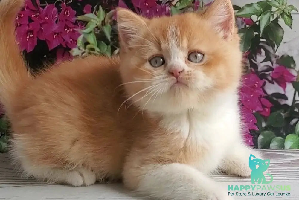 Unique British Shorthair male red bicolour - live animals