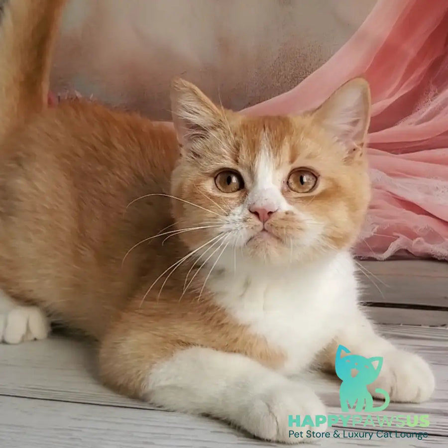 Unique British Shorthair male red bicolour - live animals