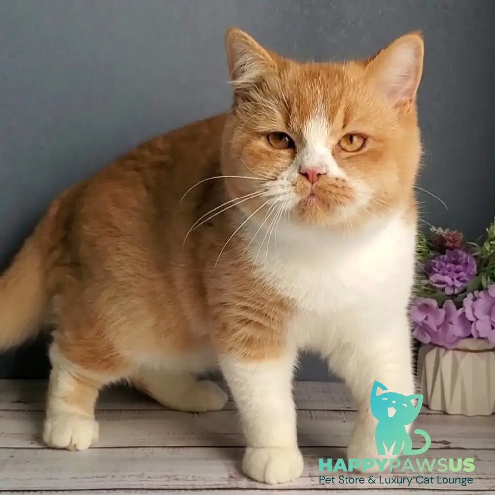 Unique British Shorthair male red bicolour - live animals