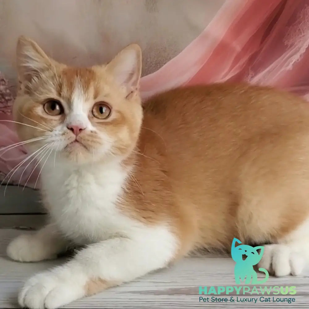 Unique British Shorthair male red bicolour - live animals