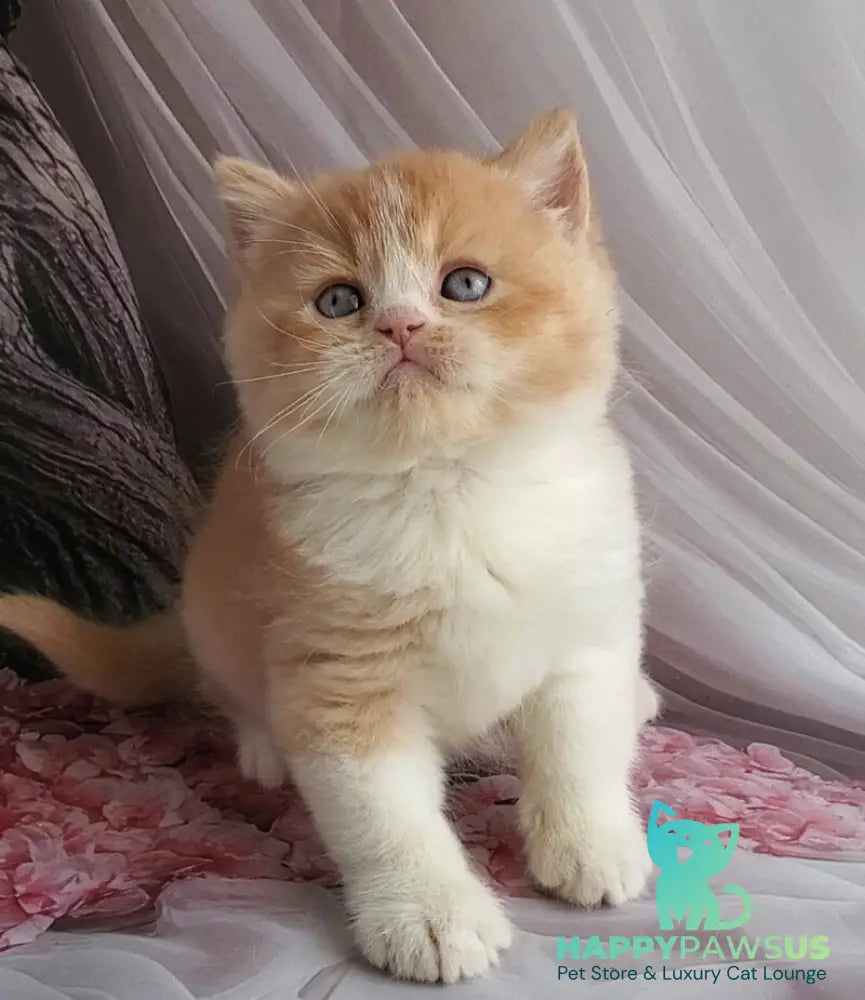 Unique British Shorthair male red bicolour - live animals