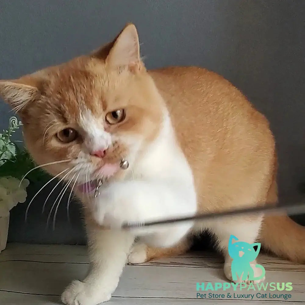 Unique British Shorthair male red bicolour - live animals