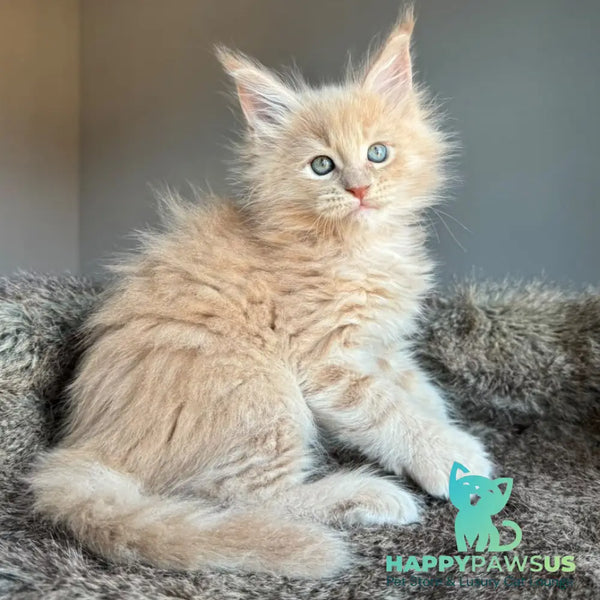 Unique Maine Coon male cream - live animals