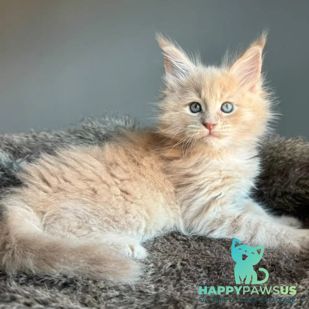 Unique Maine Coon male cream - live animals