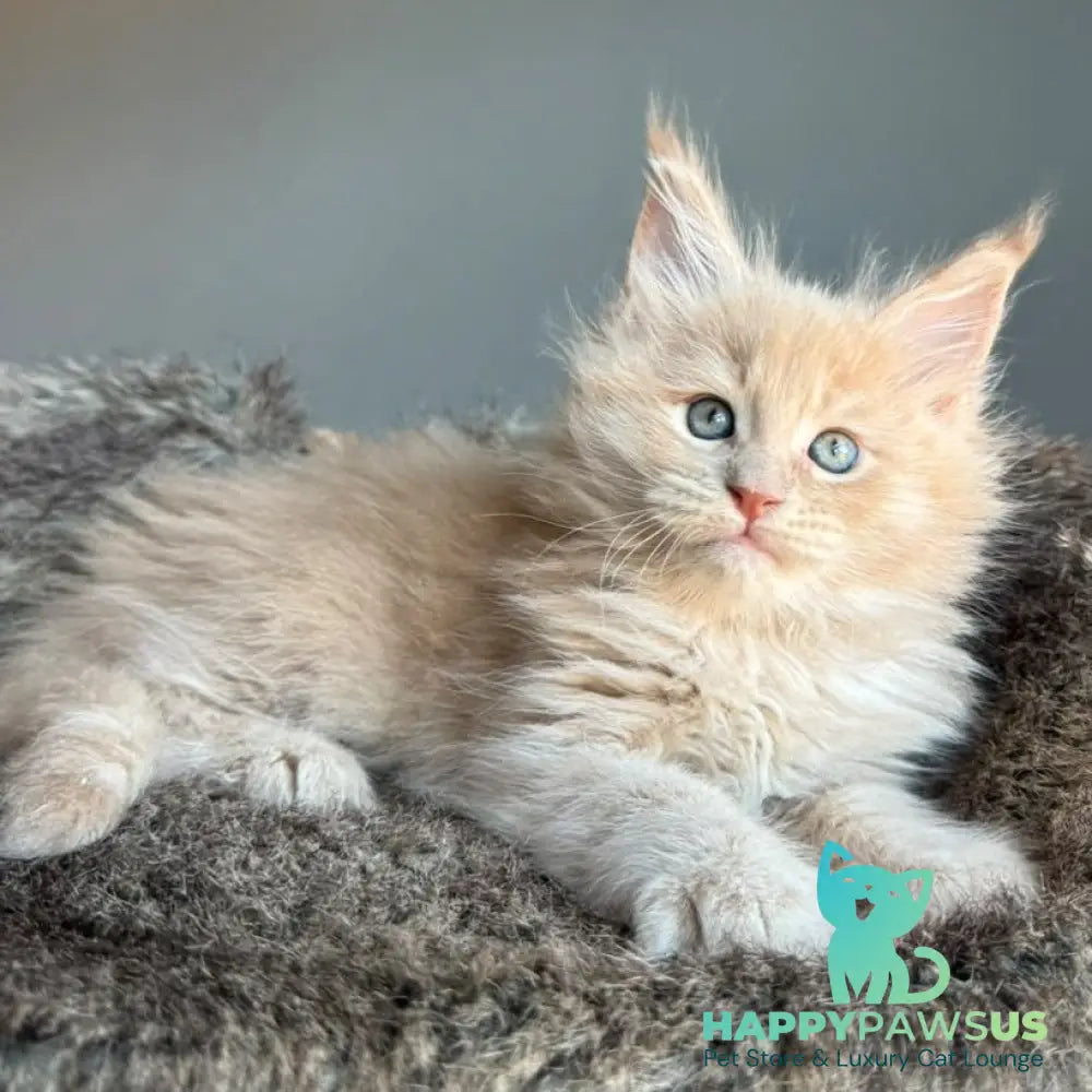 Unique Maine Coon male cream - live animals