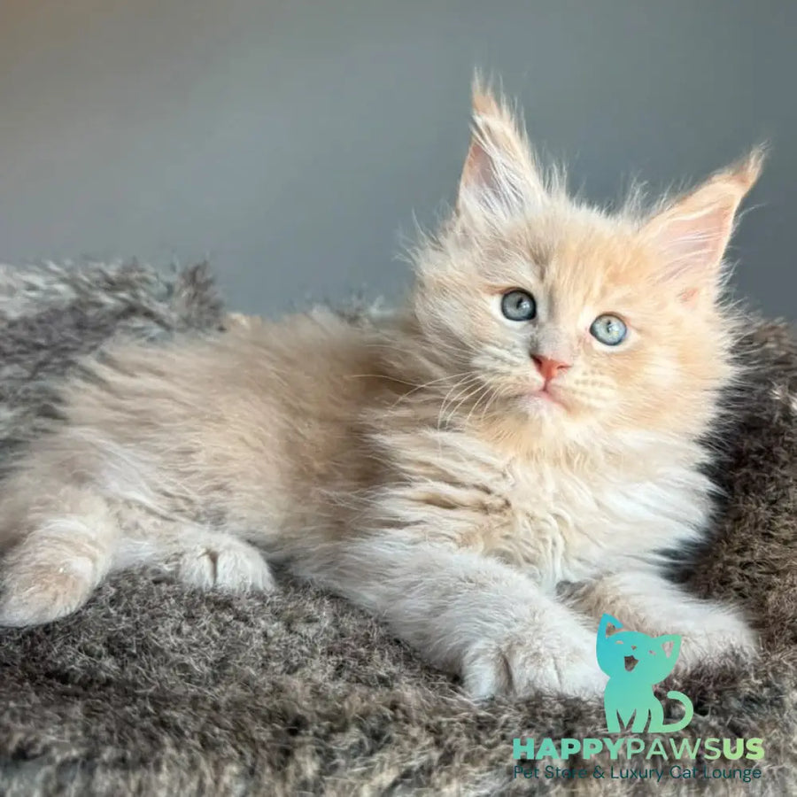 Unique Maine Coon male cream - live animals