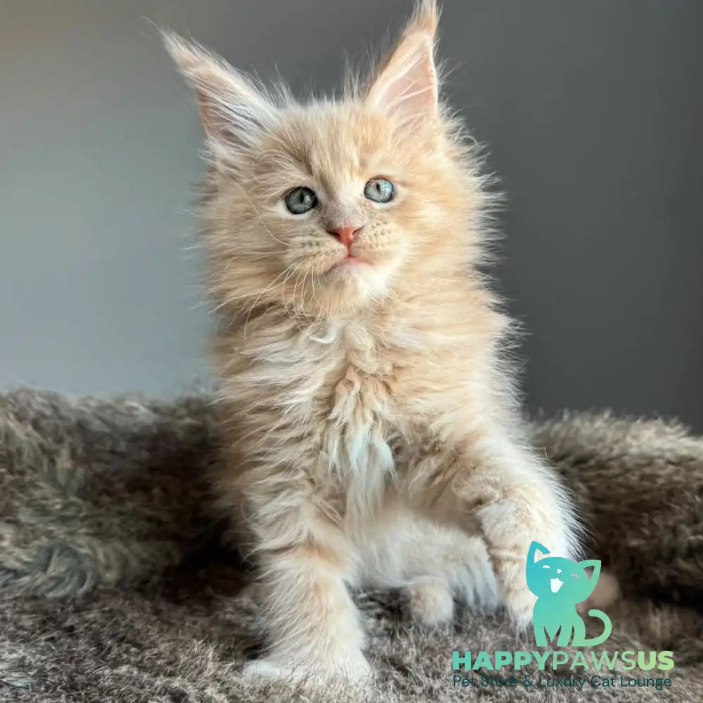 Unique Maine Coon male cream - live animals