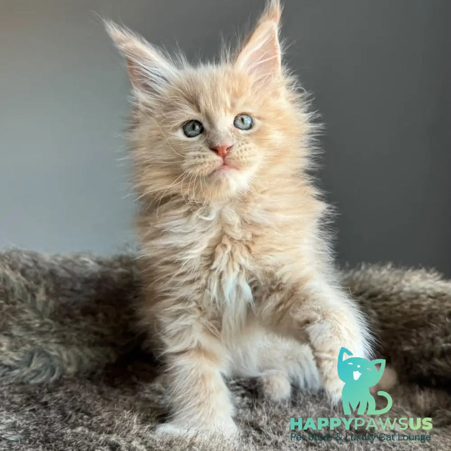 Unique Maine Coon male cream - live animals