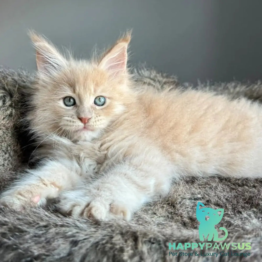 Unique Maine Coon male cream - live animals