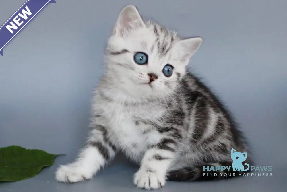 Unis British Shorthair male black silver tabby live animals