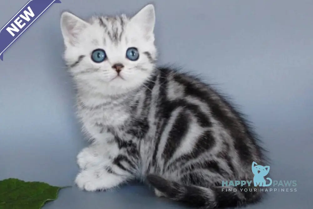 Unis British Shorthair male black silver tabby live animals