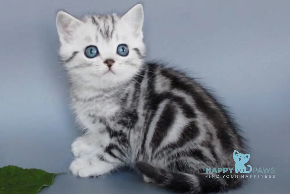Unis British Shorthair male black silver tabby live animals
