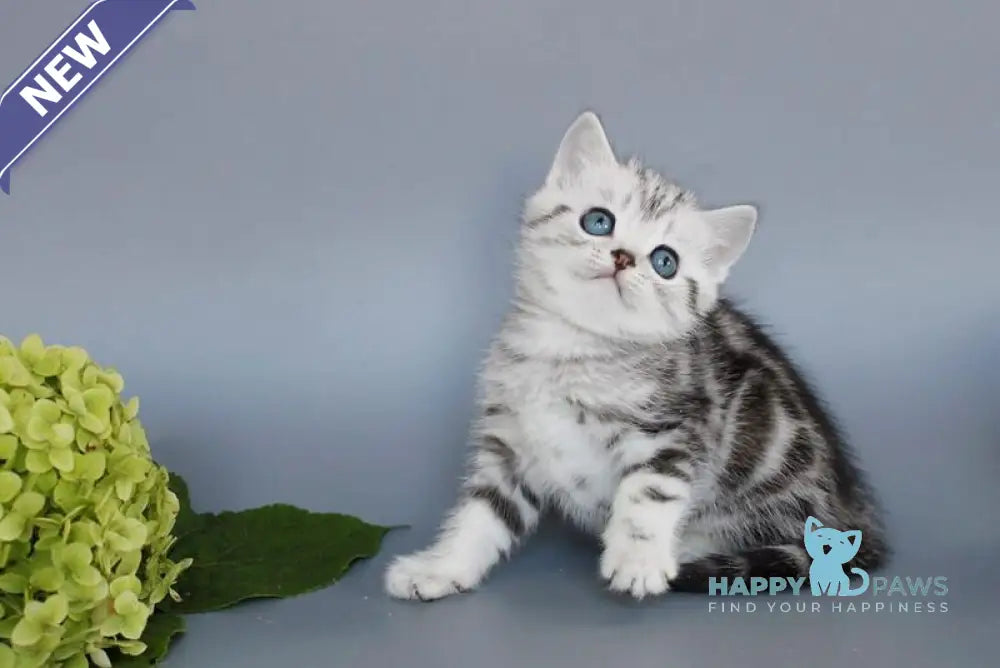 Unis British Shorthair male black silver tabby live animals