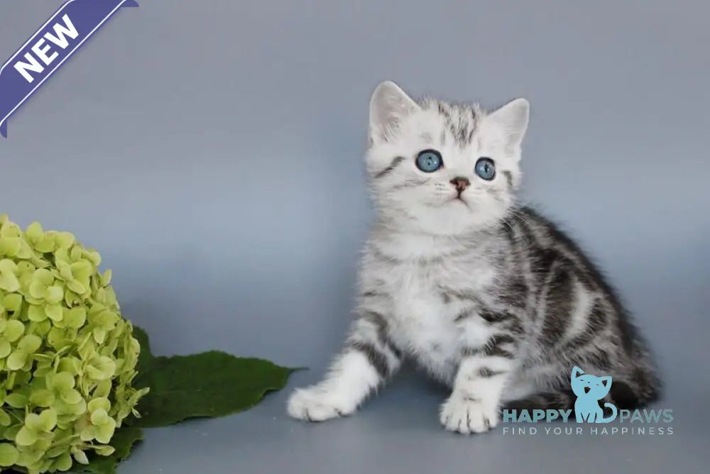 Unis British Shorthair male black silver tabby live animals