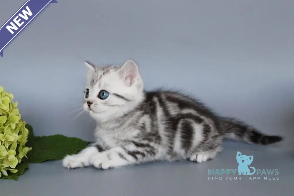 Unis British Shorthair male black silver tabby live animals