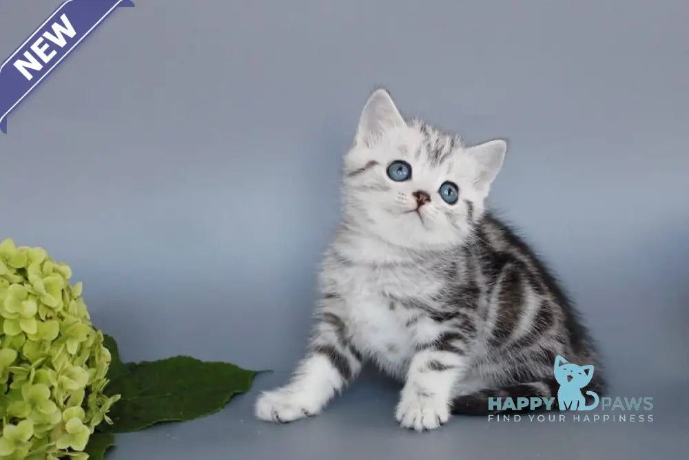 Unis British Shorthair male black silver tabby live animals