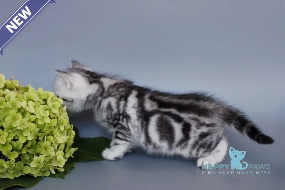 Unis British Shorthair male black silver tabby live animals