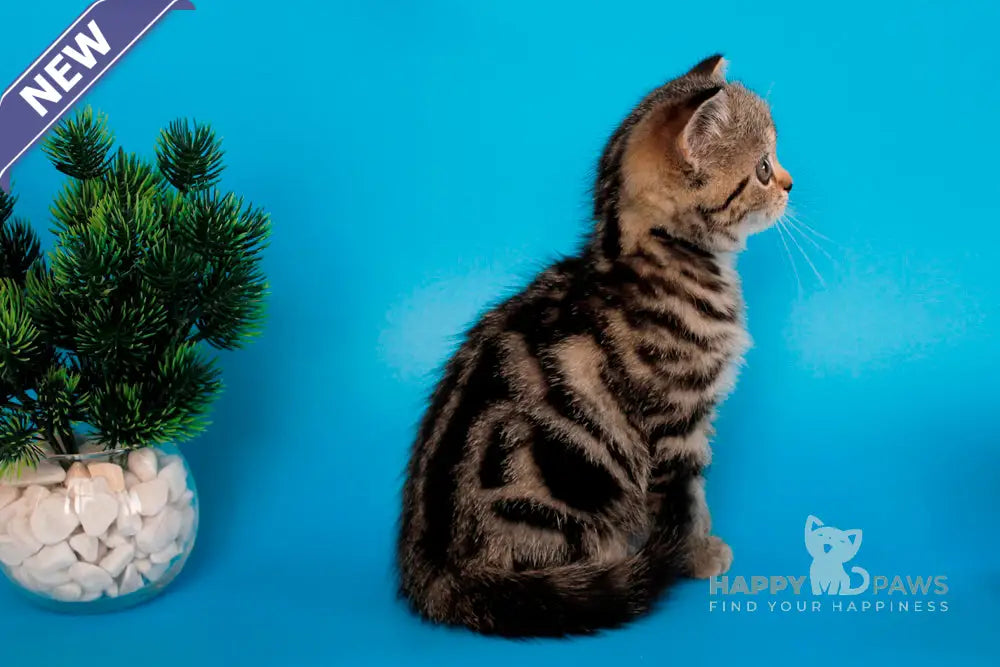 Unita British Shorthair female black tabby live animals