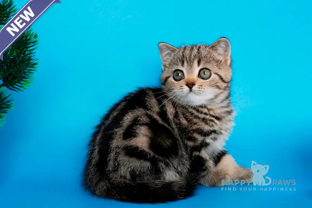 Unita British Shorthair female black tabby live animals