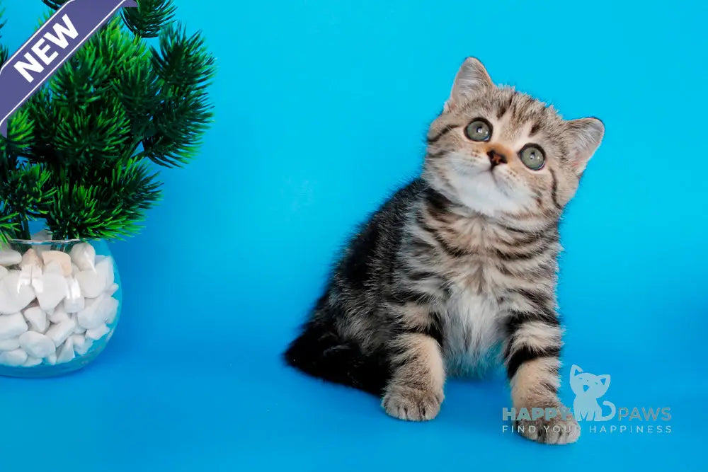 Unita British Shorthair female black tabby live animals