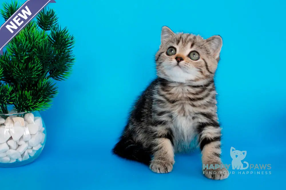 Unita British Shorthair female black tabby live animals