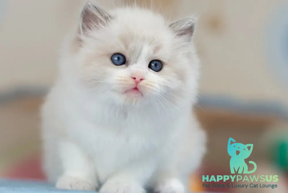Unity Ragdoll female blue bicolour - live animals