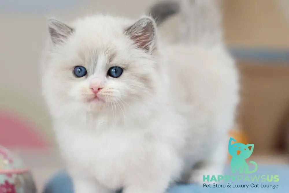 Unity Ragdoll female blue bicolour - live animals
