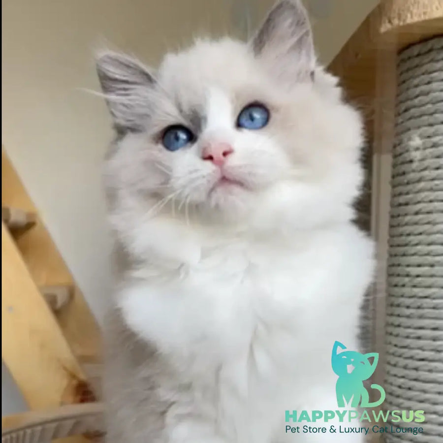 Unity Ragdoll female blue bicolour - live animals