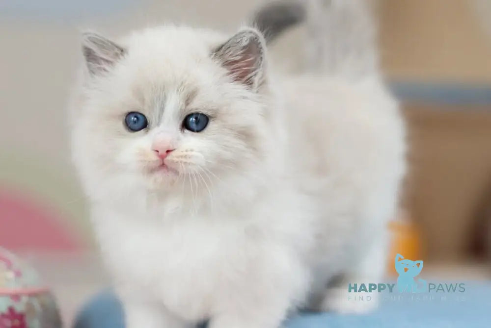 Unity Ragdoll female blue bicolour - live animals