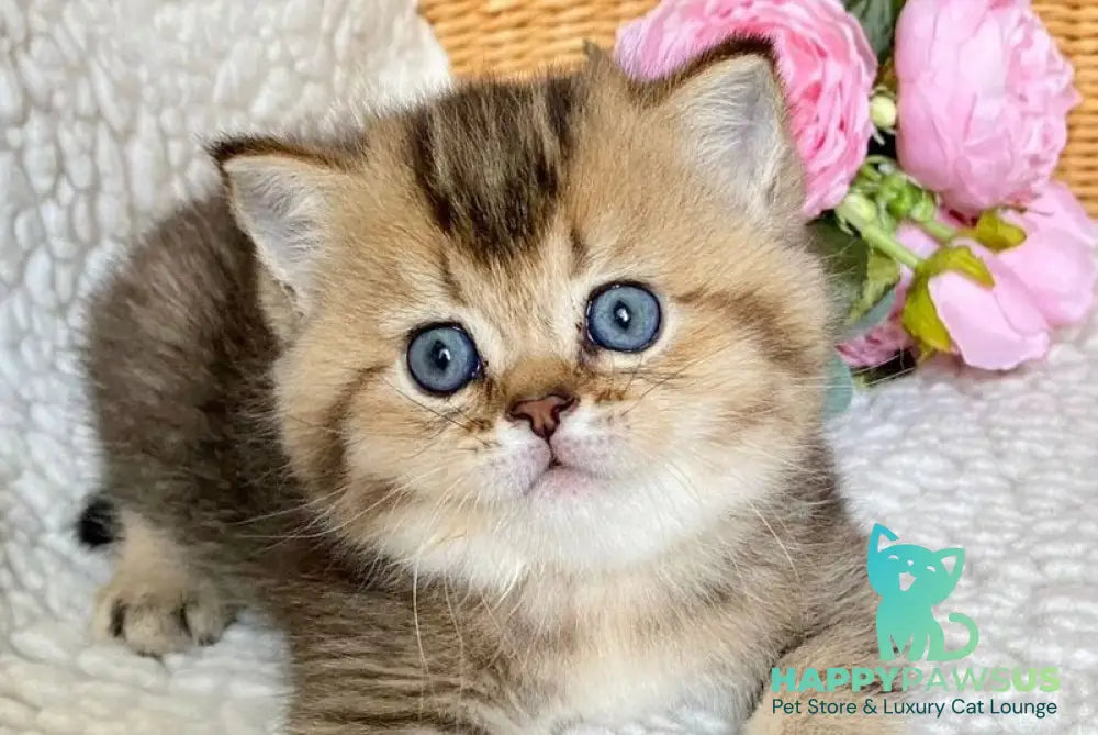 Unka British Shorthair male black golden ticked tabby - live animals