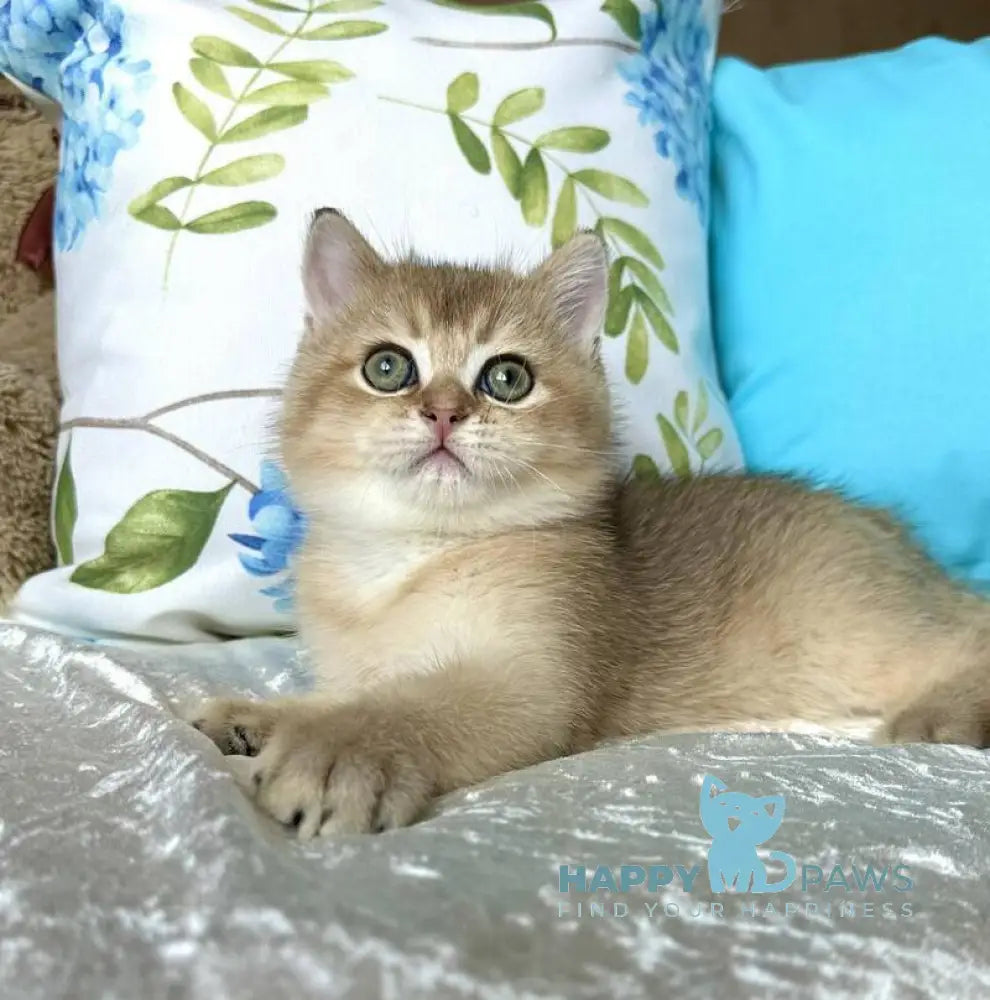 Uno British Shorthair male black golden shaded live animals
