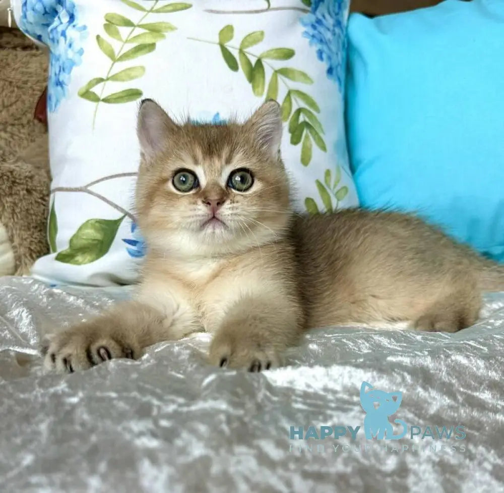 Uno British Shorthair male black golden shaded live animals