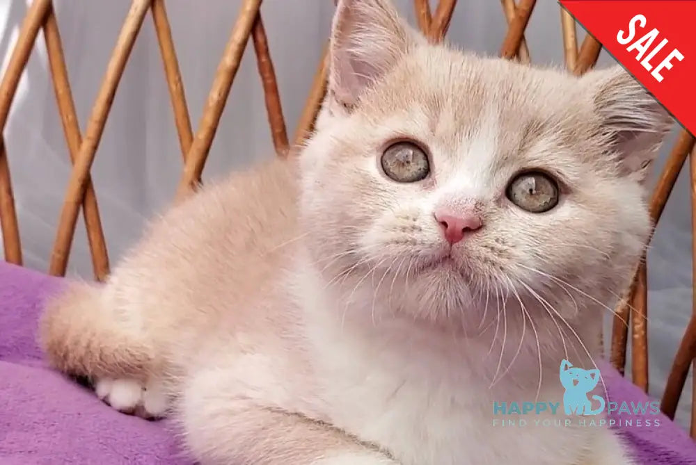 Uno British Shorthair male cream bicolour - live animals