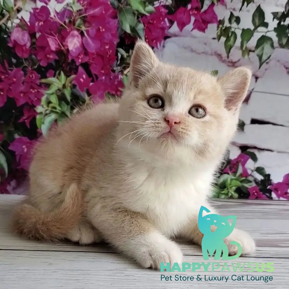 Uno British Shorthair male cream bicolour - live animals