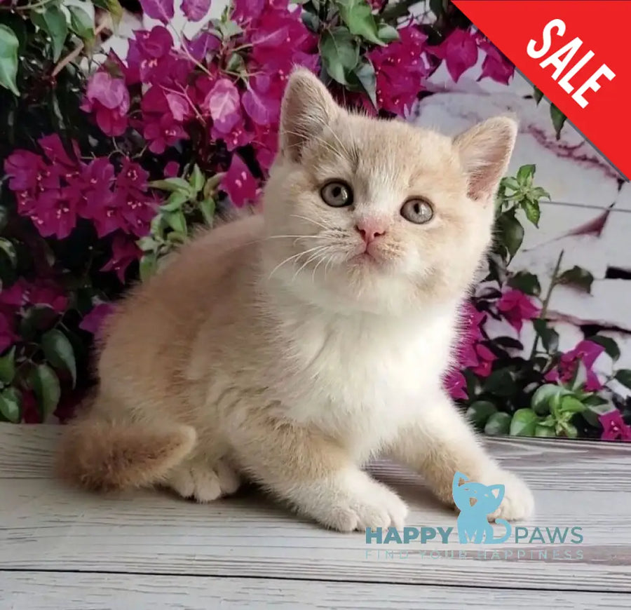 Uno British Shorthair male cream bicolour - live animals