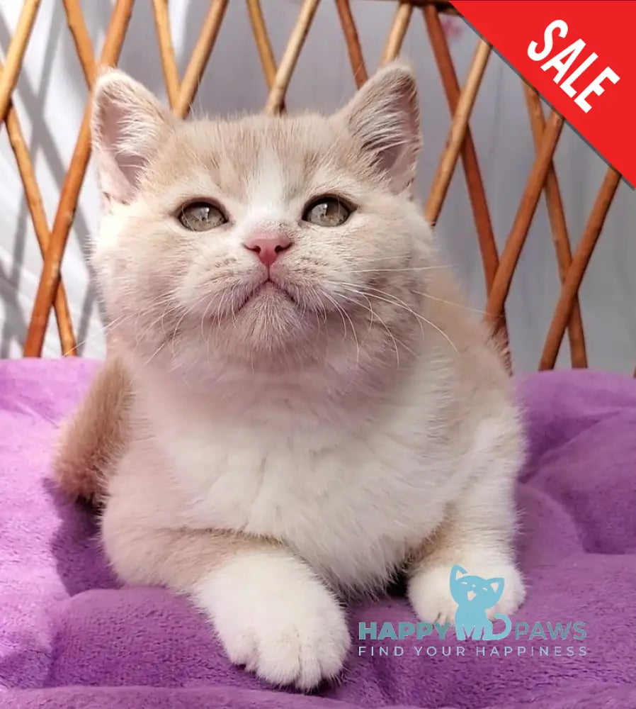 Uno British Shorthair male cream bicolour - live animals