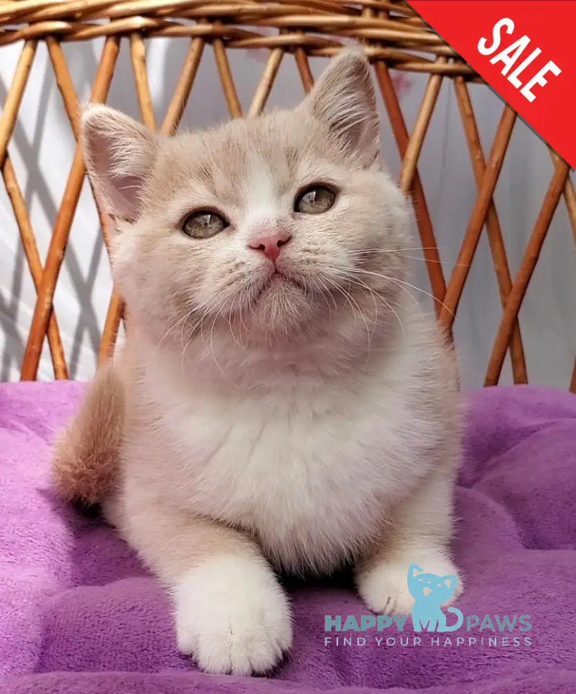 Uno British Shorthair male cream bicolour - live animals