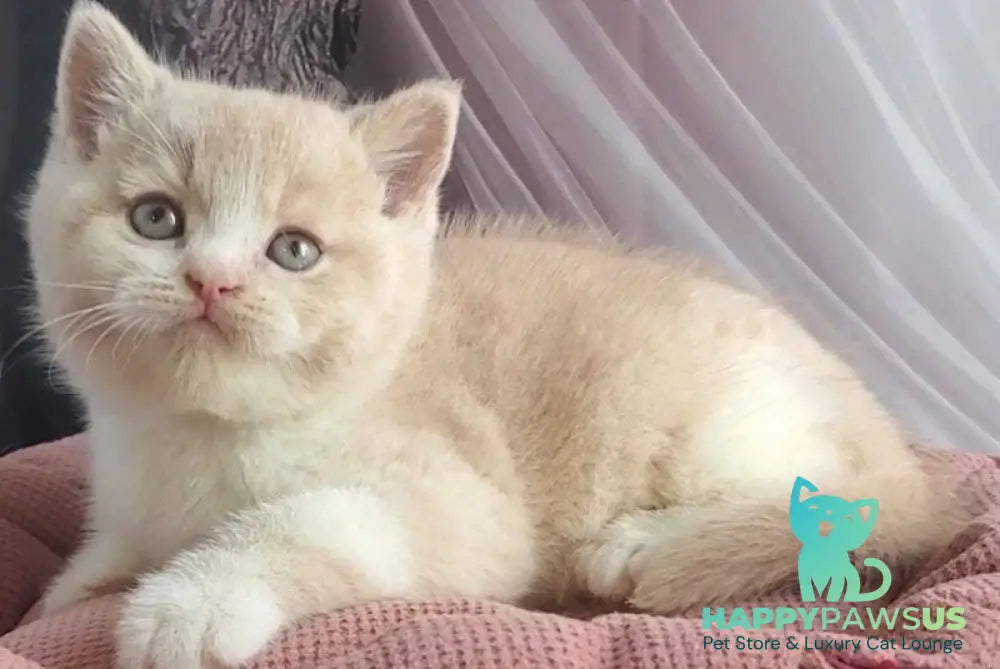 Uno British Shorthair male cream bicolour - live animals