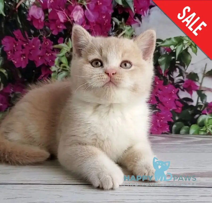 Uno British Shorthair male cream bicolour - live animals