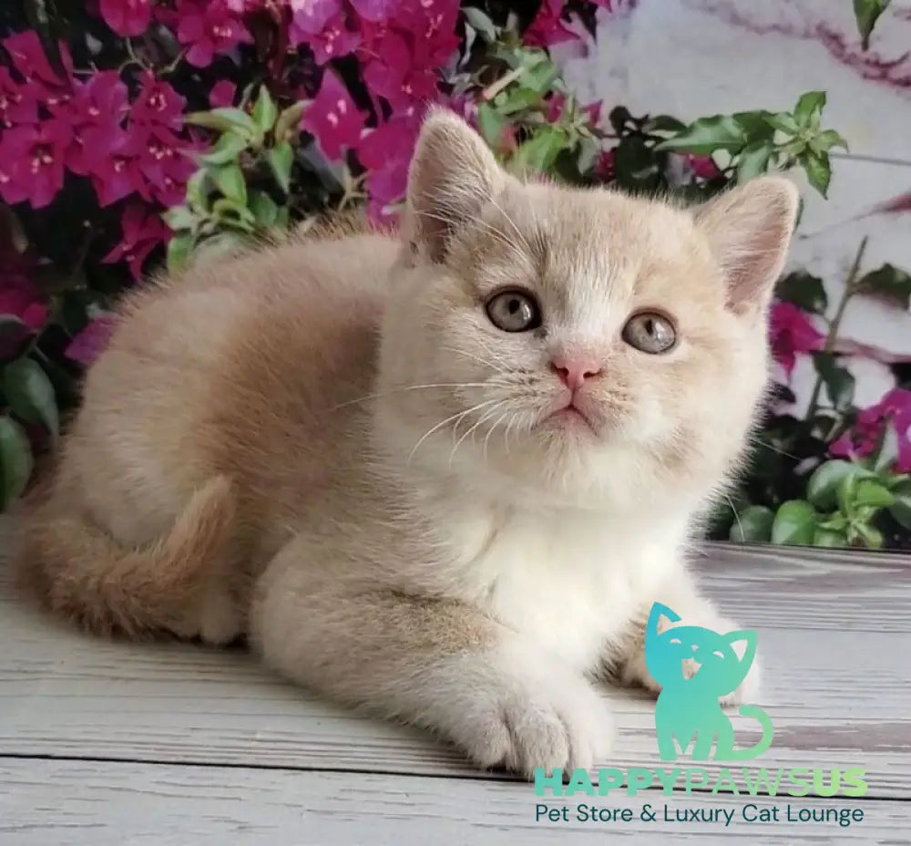 Uno British Shorthair male cream bicolour - live animals